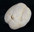 Cretaceous Mecaster Fossil Urchin - Morocco #10624-1